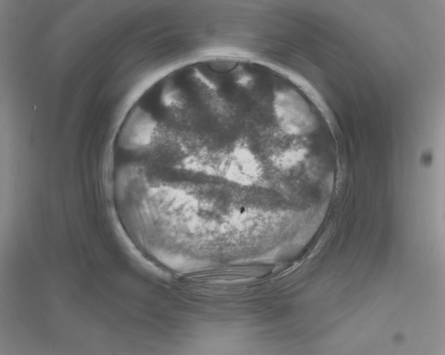 X0000116871295201002021119