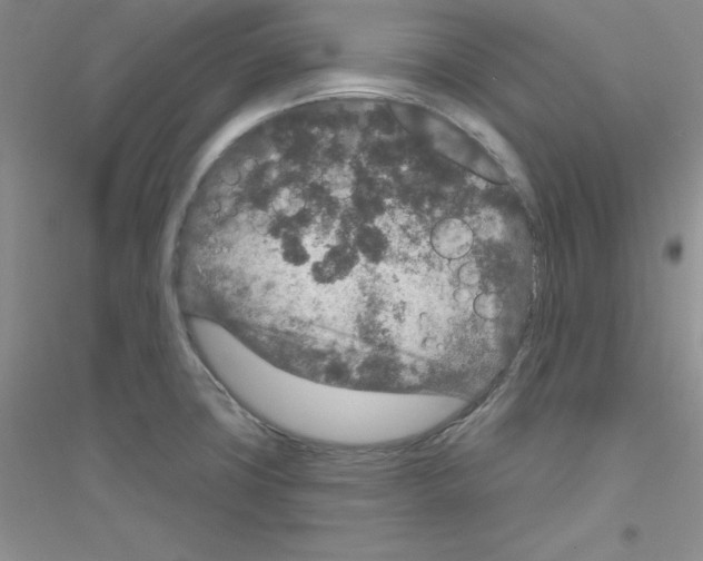 X0000116871427201002021118