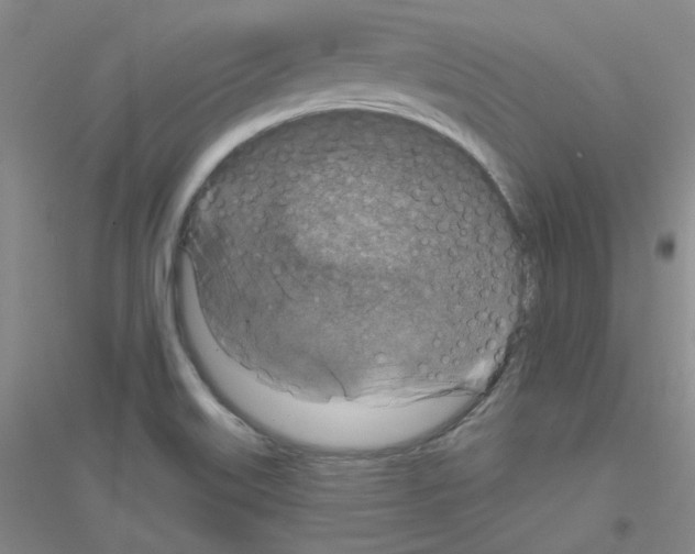 X0000116871515201002021116