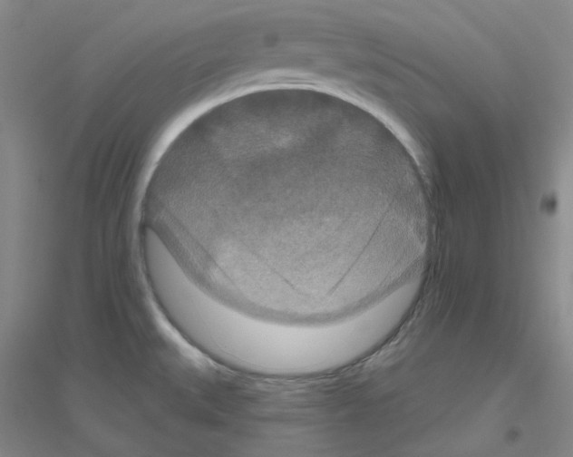 X0000116871527201002021116