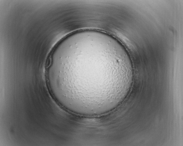 X0000116881468201001051454
