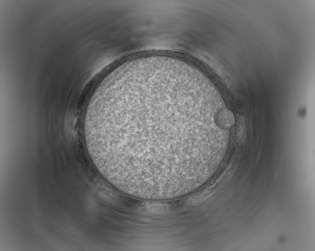 X0000116881258201001121315