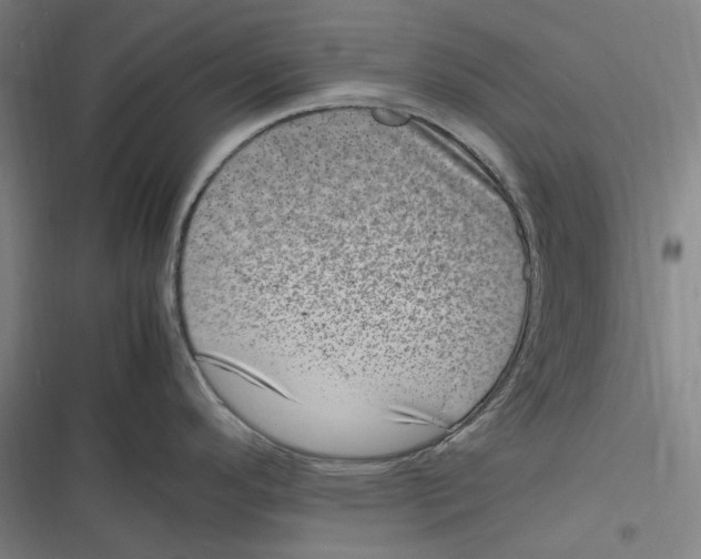 X0000116881296201001121315