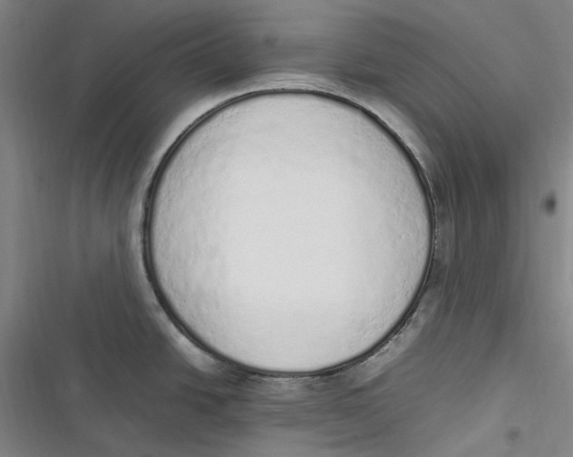 X0000116881438201001121313
