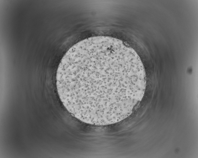 X0000116880233201001191751