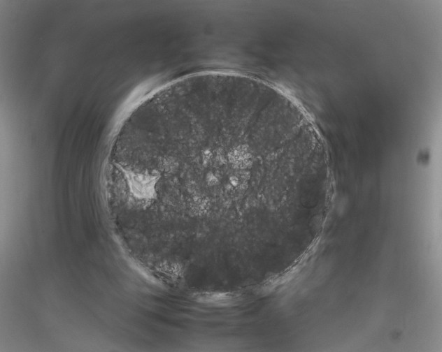 X0000116880151201002021155