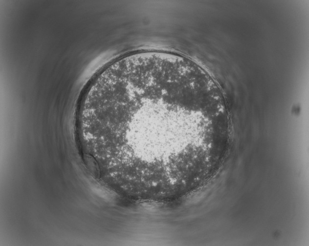 X0000116880199201002021155