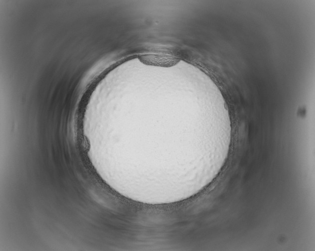 X0000116880294201002021154