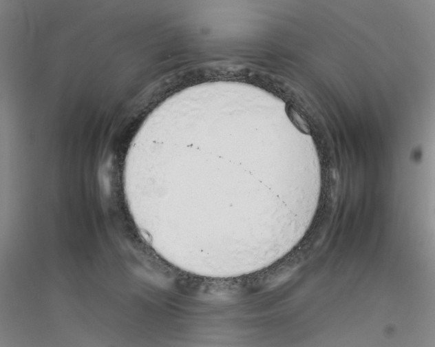 X0000116880324201002021153