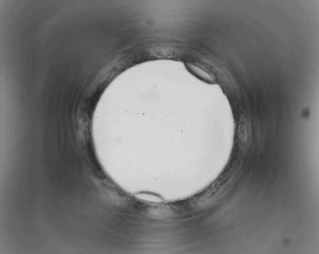 X0000116880332201002021153