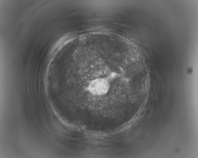 X0000116880339201002021153