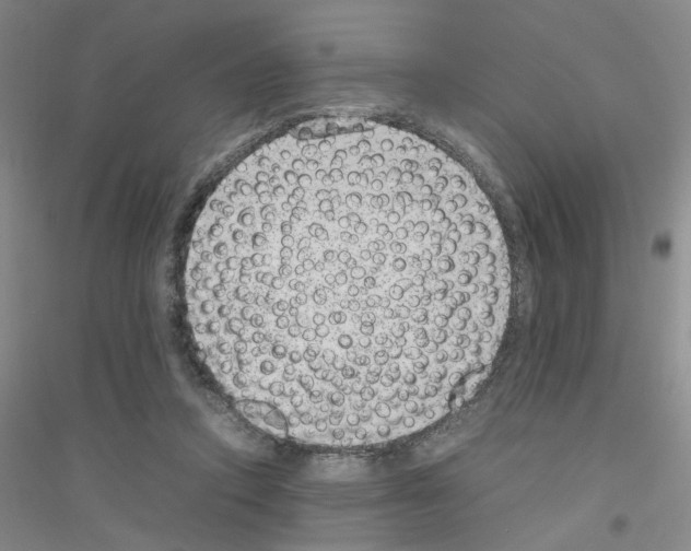 X0000116880354201002021153