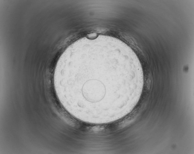 X0000116880366201002021153