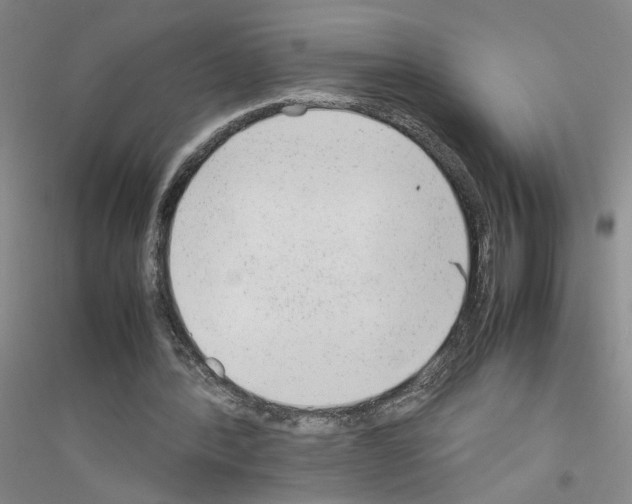 X0000116880388201002021153