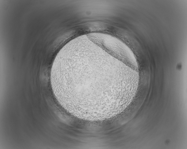 X0000116880405201002021152
