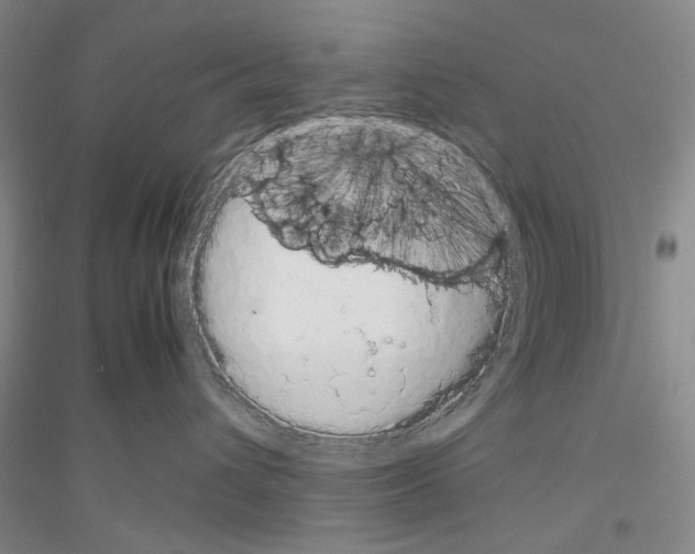 X0000116880432201002021152