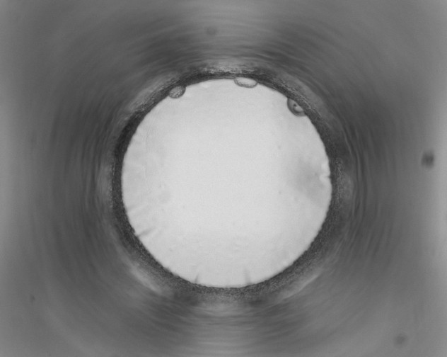 X0000116880444201002021151
