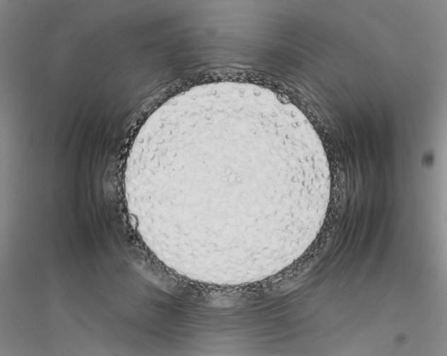X0000116880508201002021151