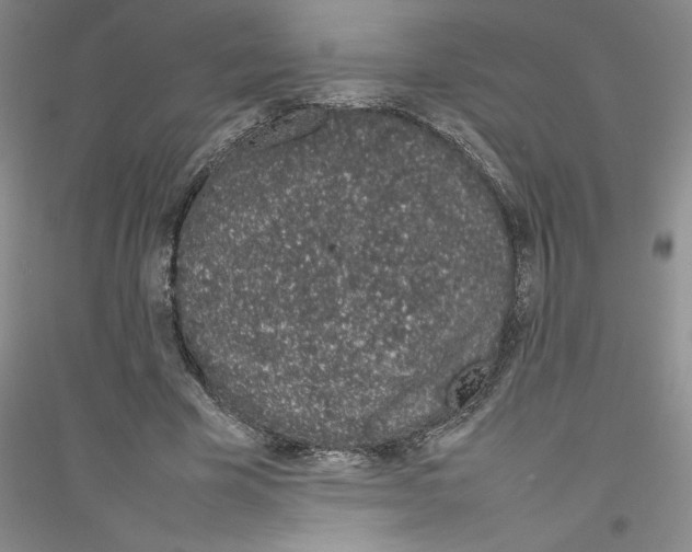 X0000116880585201002021150