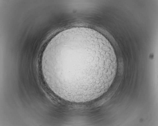 X0000116880626201002021149
