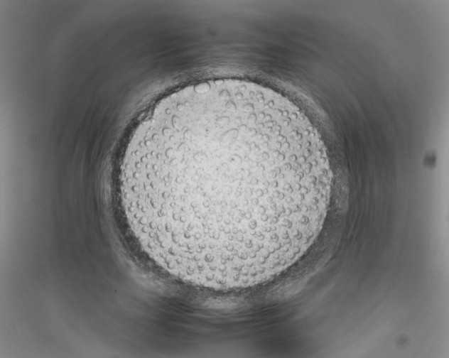 X0000116880631201002021149