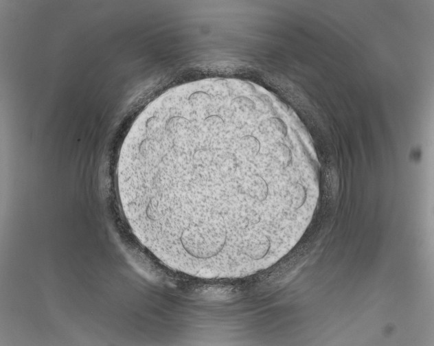 X0000116880638201002021149