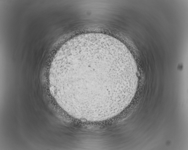 X0000116880681201002021149