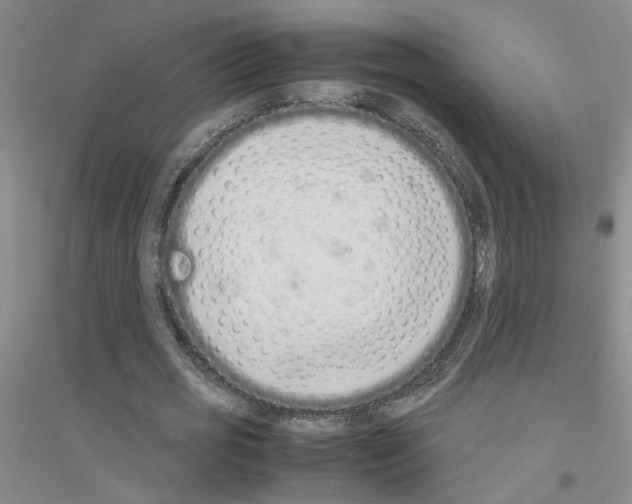 X0000116880725201002021147