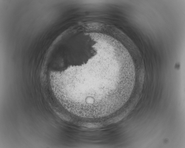 X0000116880737201002021148