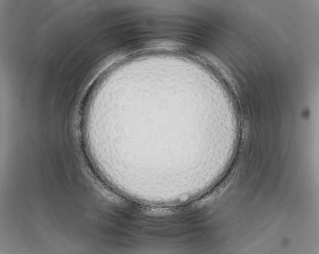 X0000116880835201002021146