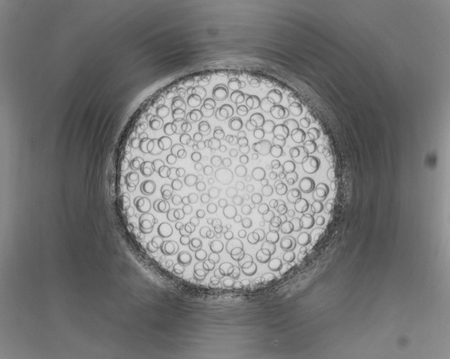X0000116880838201002021146