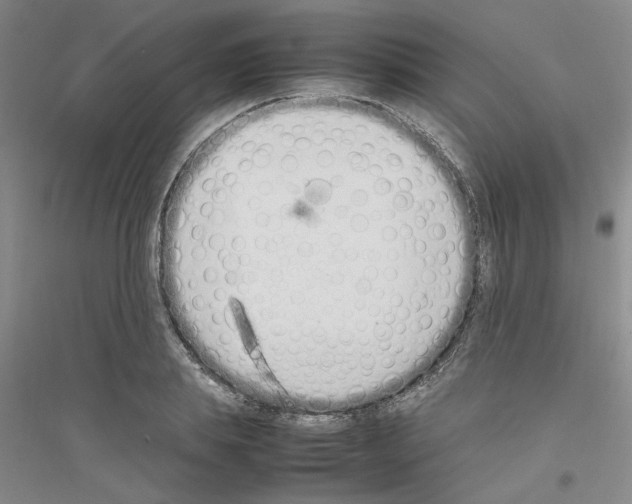 X0000116880839201002021146