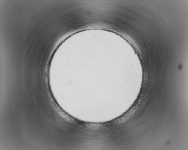 X0000116880854201002021147