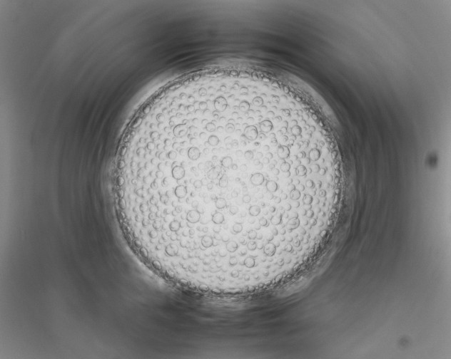 X0000116880855201002021147