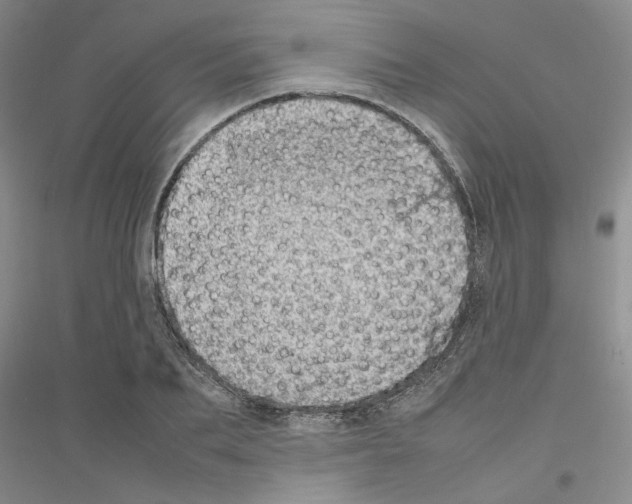 X0000116880887201002021146