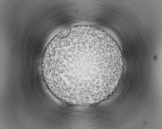 X0000116880906201002021145