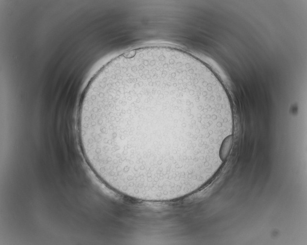 X0000116880910201002021145
