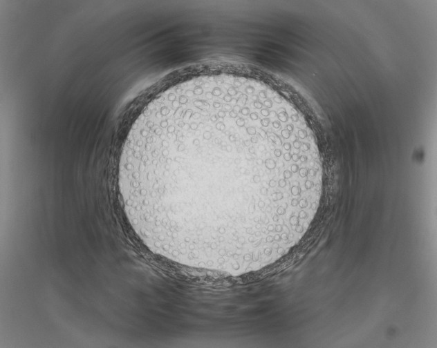 X0000116880919201002021145