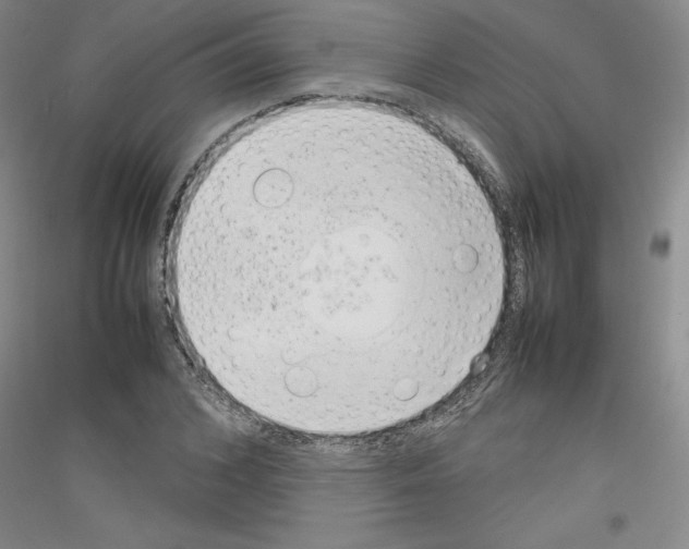 X0000116880976201002021145