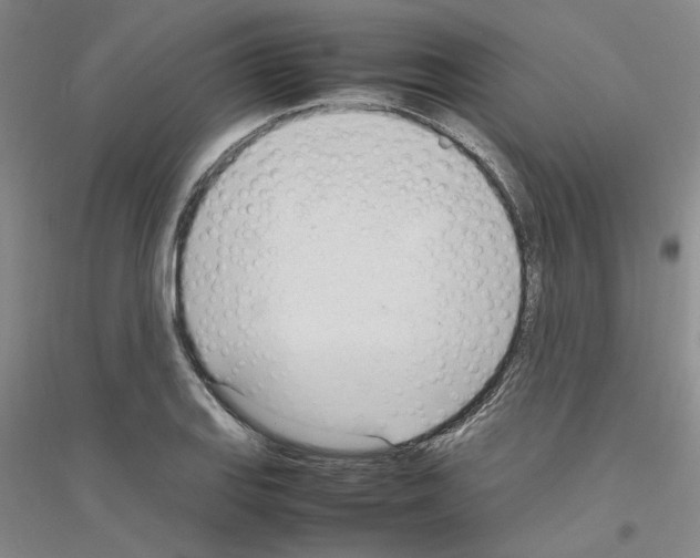 X0000116881127201002021142