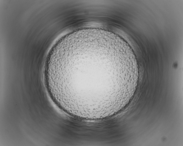 X0000116881139201002021143
