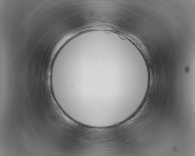 X0000116881188201002021142