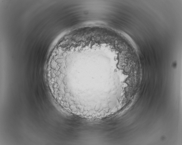 X0000116881196201002021142