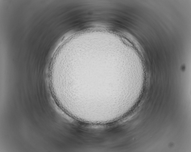 X0000116881243201002021141