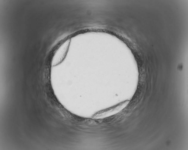 X0000116881255201002021141