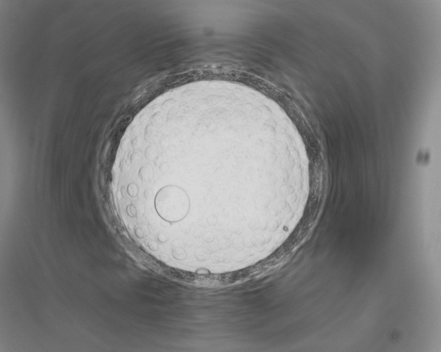 X0000116881297201002021139