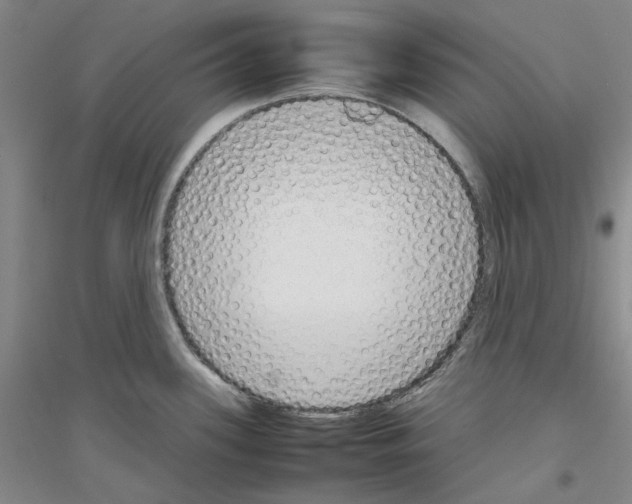 X0000116881339201002021140