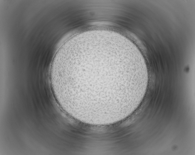 X0000116881386201002021139