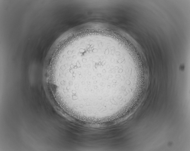 X0000116881413201002021138