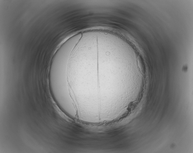 X0000116881417201002021139